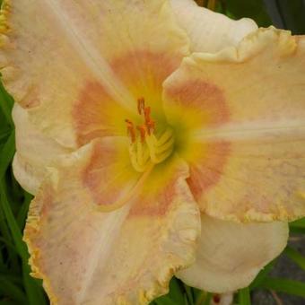 Hemerocallis 'Wisest of Wizards'