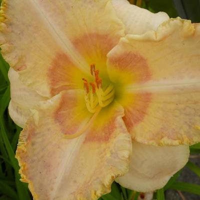 Hemerocallis 'Wisest of Wizards' - 