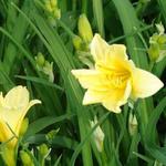 Hemerocallis lilioasphodelus - Gelbe Taglilie