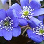 Hepatica nobilis - Leberblümchen - Hepatica nobilis