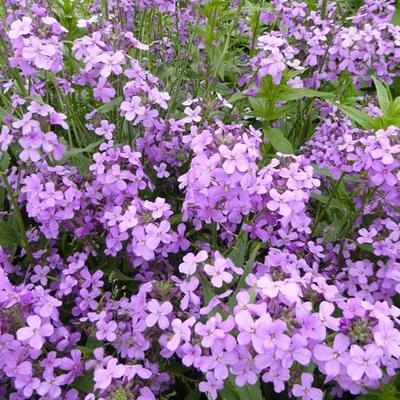 Hesperis matronalis - Gewöhnliche Nachtviole - Hesperis matronalis