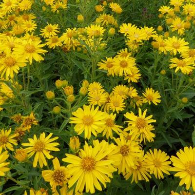 Heterotheca villosa 'Golden Sunshine' - 