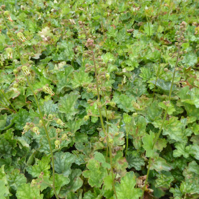 Heuchera americana 'Dale's strain - Heuchera americana 'Dale's strain