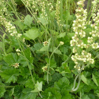 Heuchera x brizoides 'Green Ivory'