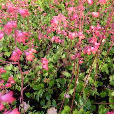 Heuchera x brizoides 'Red Spangles' - 