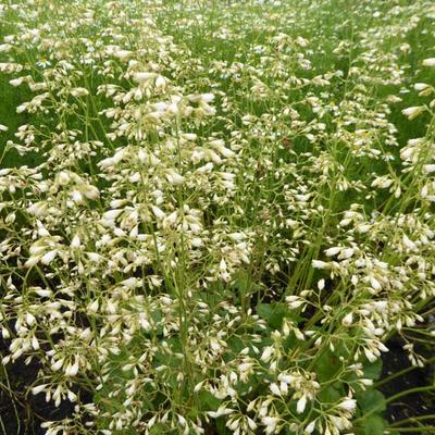 Heuchera x brizoides 'Schneewittchen' - Heuchera x brizoides 'Schneewittchen'