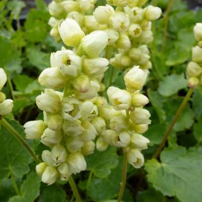 Heuchera cylindrica 'Greenfinch' - Heuchera cylindrica 'Greenfinch'