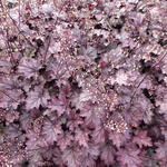 Heuchera 'Amethyst Myst'