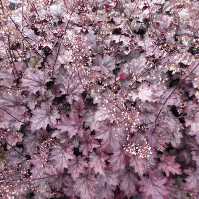 Heuchera 'Amethyst Myst' - Heuchera 'Amethyst Myst'