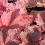 Heuchera 'Autumn Leaves'