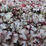 Heuchera 'Berry MARMALADE' - 