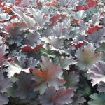 Heuchera 'Binoche' - 