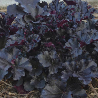 Heuchera 'Black Pearl'