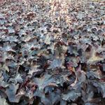 Heuchera 'Blackout' - 