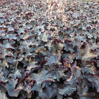 Heuchera 'Blackout'