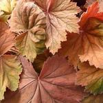 Heuchera 'Bronze Beauty' - 