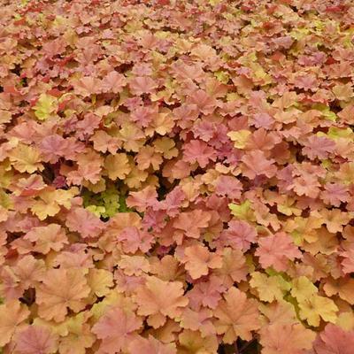 Heuchera 'Caramel' - 