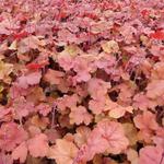 Heuchera 'Cherry Cola' - 