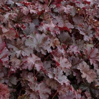 Heuchera 'Chocolate 'Ruffles'