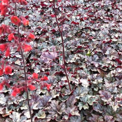 Heuchera 'Cinnabar Silver' - Heuchera 'Cinnabar Silver'