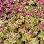 Heuchera 'Circus' - 