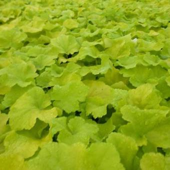 Heuchera 'Citronelle'