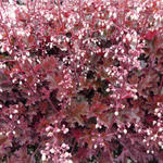 Heuchera 'Crimson Curls' - 