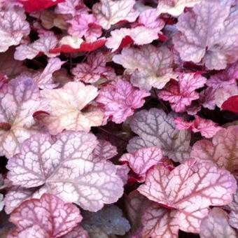 Heuchera 'Encore'