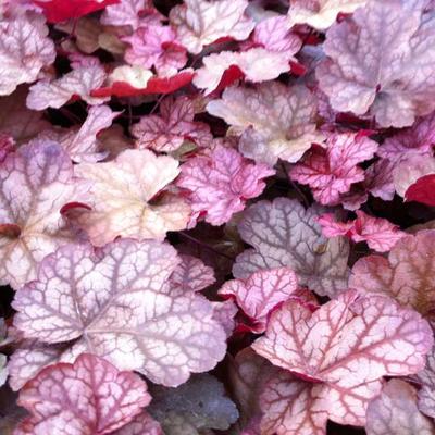 Heuchera 'Encore' - 