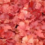 Heuchera 'Fire Alarm' - 