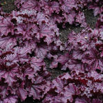 Heuchera 'FOREVER Purple' - 