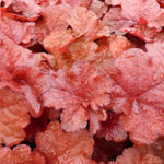 Heuchera 'FOREVER Red' - 