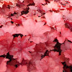 Heuchera 'Galaxy' - 