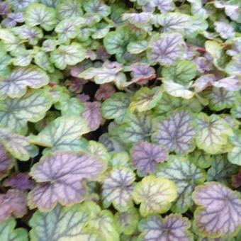 Heuchera 'MASTER PAINTERS Gauguin'