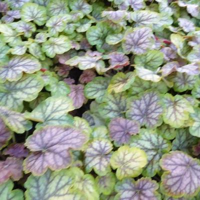 Heuchera 'MASTER PAINTERS Gauguin' - 