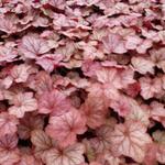 Heuchera 'Georgia Peach'