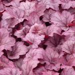 Heuchera 'Georgia Plum' - 