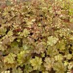 Heuchera 'Ginger Ale' - 