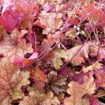 Heuchera 'Ginger Peach' - 