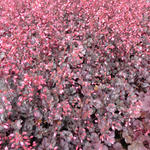 Heuchera 'Glitter' - 