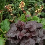 Heuchera 'Gotham' - 