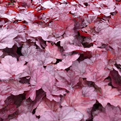 Heuchera 'Grape Soda' - 