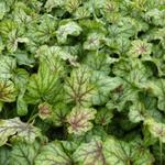 Heuchera 'Green Spice'