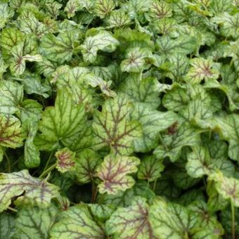 Heuchera 'Green Spice'