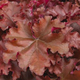 Heuchera INDIAN SUMMER 'Boysenberry'