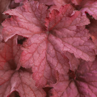 Heuchera INDIAN SUMMER 'Coralberry' - 