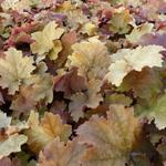 Heuchera 'Kassandra' - 