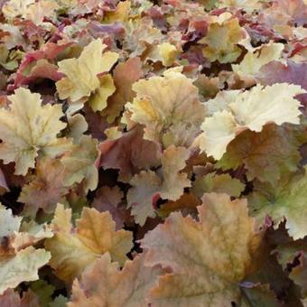 Heuchera 'Kassandra'