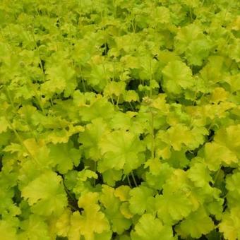 Heuchera 'Lime Marmalade'