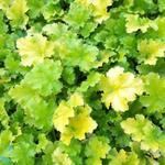 Heuchera 'Lime Rickey' - 